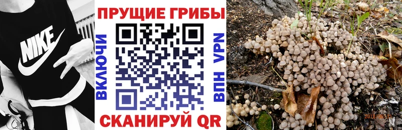 Псилоцибиновые грибы Magic Shrooms  где можно купить наркотик  Новокубанск 